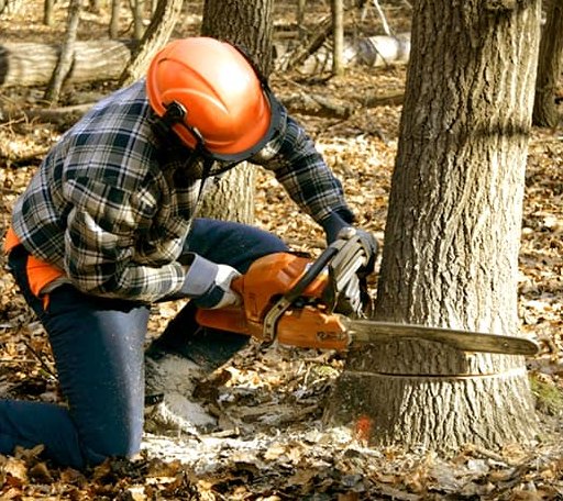 Tree Removal in Brookfield, CT